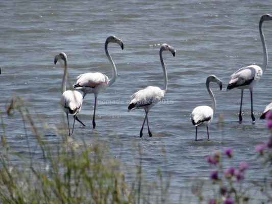 Des flamants roses pas très roses 