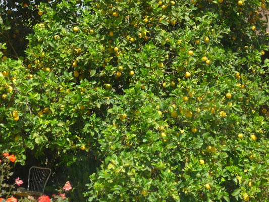 Citronnier