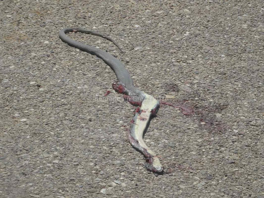Sur la route on voit de nombreux serpents écrasés. Celui-ci avait une belle taille!