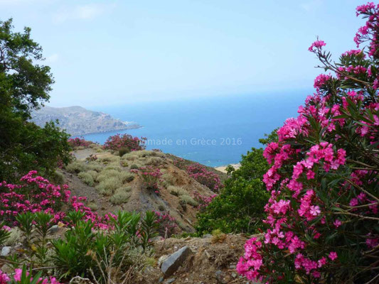 Les lauriers roses sont en pleine floraison.