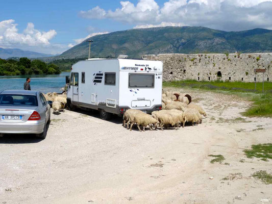Pendant la pause déjeuner nous sommes entourés d'un troupeau de moutons.