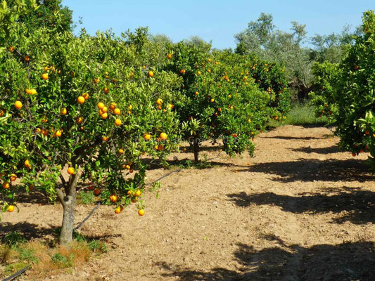 Il y a beaucoup de cultures d'oranges