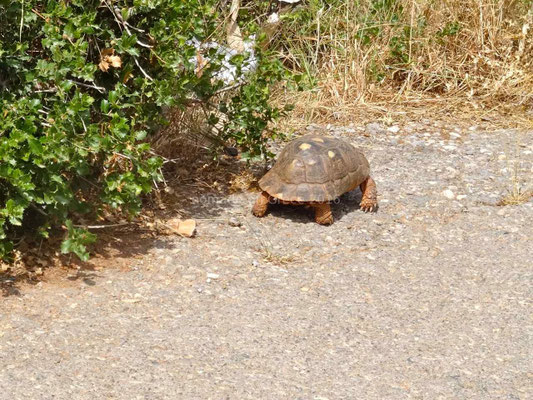 Une grosse tortue qui traverse la route et disparait... prestement.