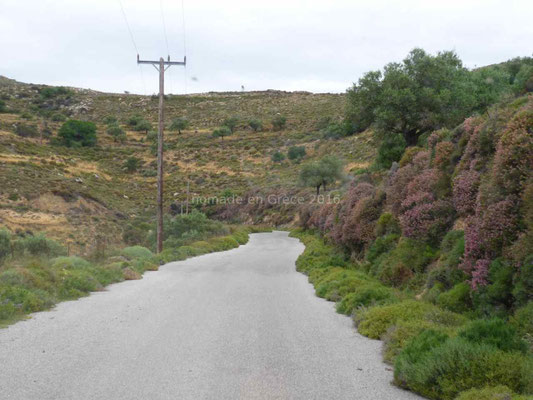 La végétation rétrécit la route.