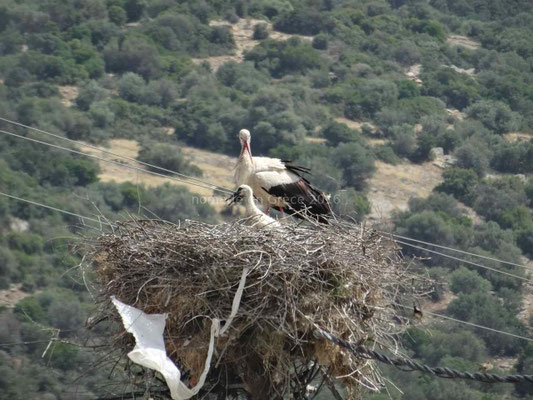 Nid de cigognes à Kalamaki