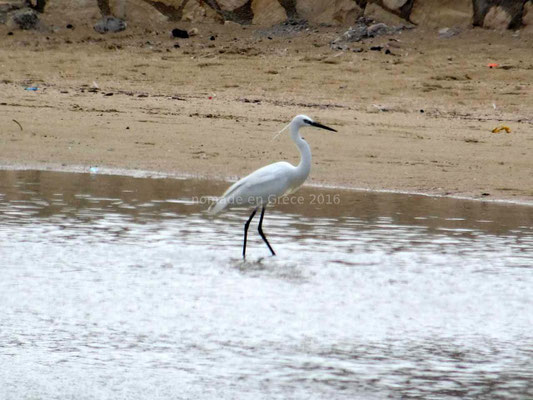 Une aigrette vient pêcher devant nous