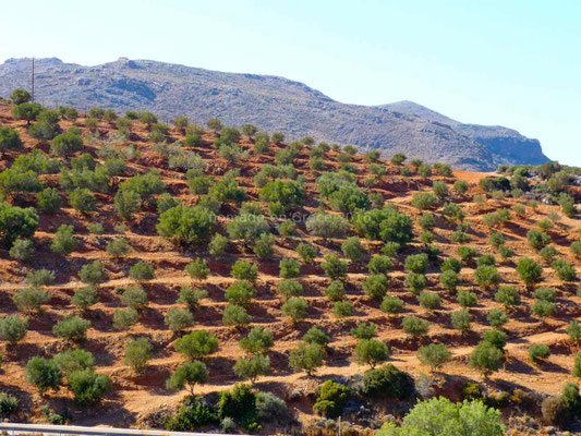 Oliviers en terrasses sur la terre rouge