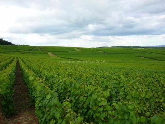 Au milieu des vignes de champagne.