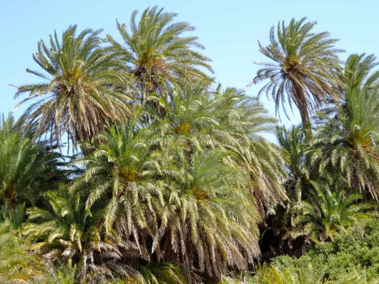 La palmeraie naturelle