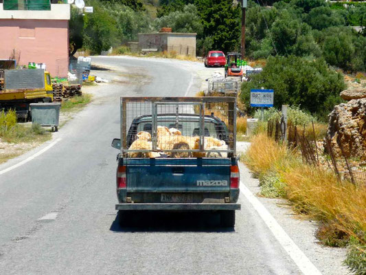 Transport de moutons.