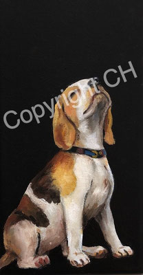 Beagle 20/10   (verk.)