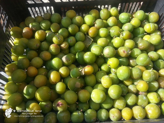 Caisse de prunes du jardin.