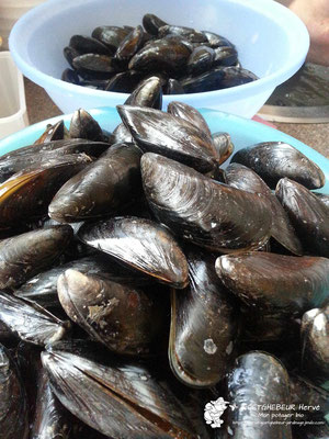 Préparation des moules de Dunkerque. Soirée moule fritte !