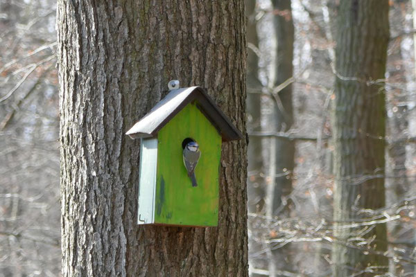 Blaumeise an einem im Wald hängenden Nistkasten.