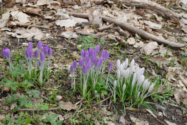 Krokusse im Wald