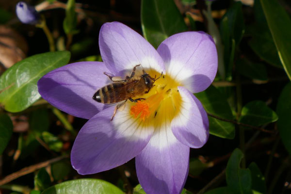 Frühlings-Seidenbiene am Krokus im Wald. Größte Seidenbiene, erinnert sehr an die Honigbiene, aber ohne deutliche, helle Binden am Hinterleib.
