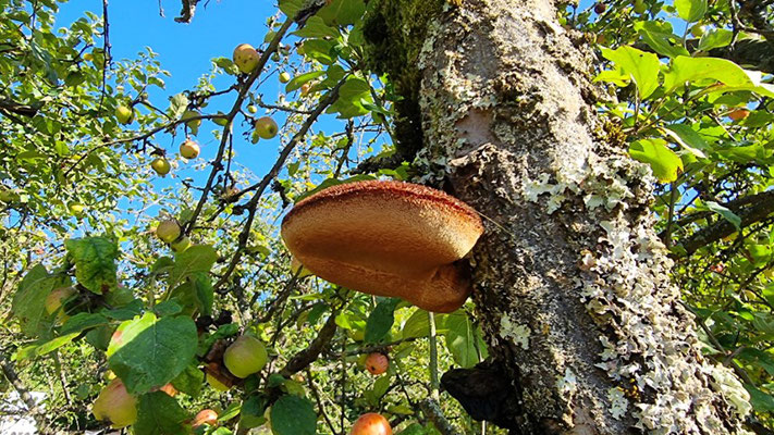 Zottiger Schillerporling - An alten kranken Apfelbäumen wachsender Weißfäule erzeugender Pilz. Einjährig, der alte Pilz verfärbt sich schwärzlich und fällt vom Stamm.