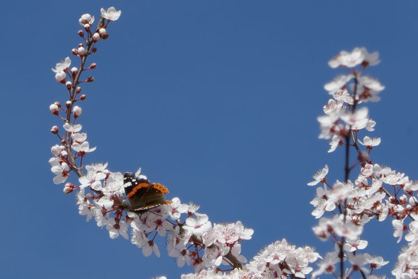 Admiral auf japanischer Kirschblüte.