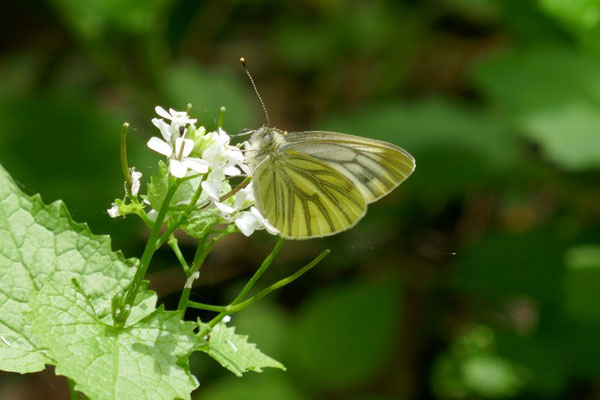Grünaderweißling auf Schaumkraut, ein Waldschmetterling - siehe die grünlich gefärbten Adern
