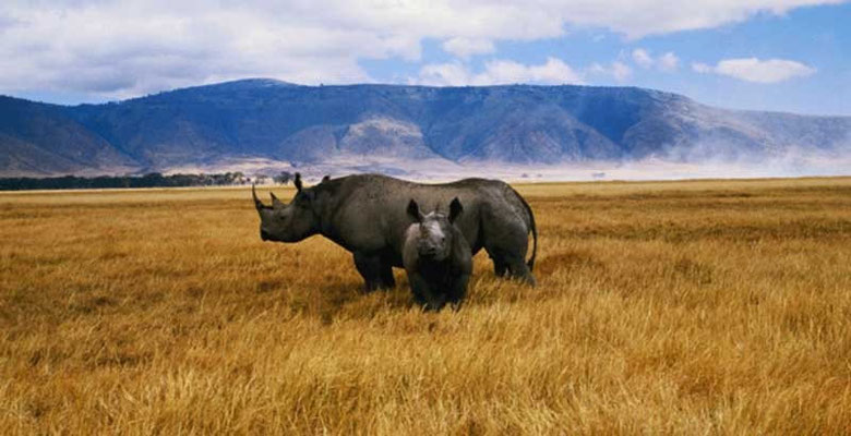 Cratere di Ngorongoro