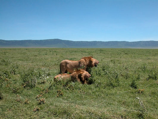 Riserva Ngorongoro