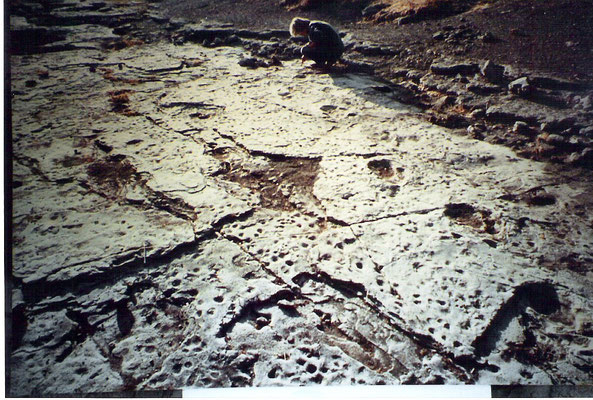 Le famose "orme di Laetoli": impronte fossilizzate di ominidi più antichi risalenti a circa 3 milioni e mezzo di anni fa.