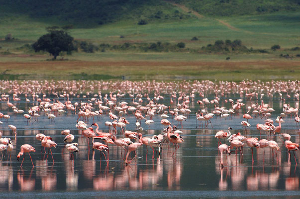 Cratere di Ngorongoro.Fenicotteri