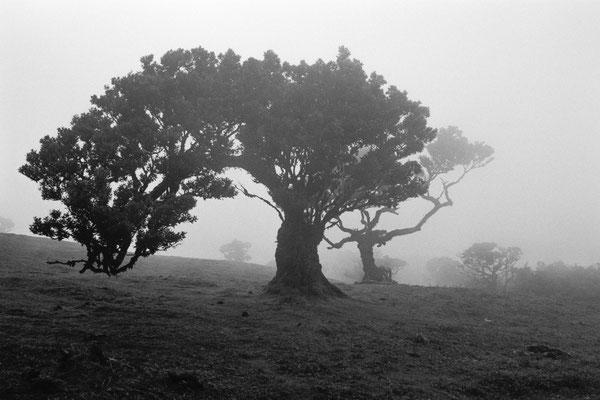 Camera: Minolta Hi-Matic 7s  -  Film: Rollei Superpan 200