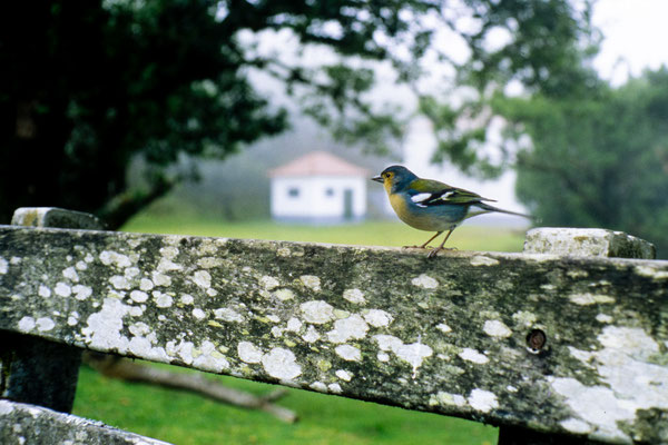 Camera: Minolta Hi-Matic 7sII  -  Film: Kodak Ektachrome 100 Slide