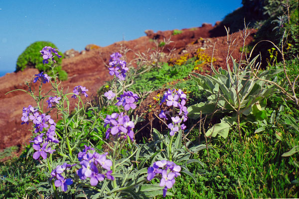 Camera: Minolta Hi-Matic 7sII  -  Film: Kodak  Extar 100