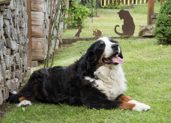 Portrait mit Hund