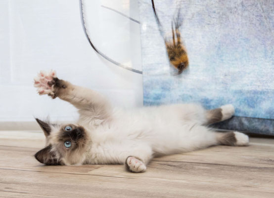 Tierfotograf Katzenbilder besonders faszinierend außergewöhnlich natürlich entspannt frech Freudenstadt Nagold