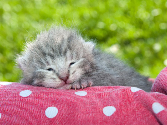 Tierfotograf Katzenbilder besonders faszinierend außergewöhnlich natürlich entspannt frech Freudenstadt Nagold