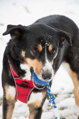 besondere Hundeaufnahmen 