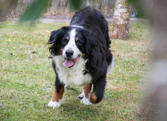 besondere Hundeaufnahmen 