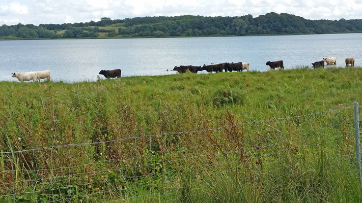 Galloways lieben das Wasser