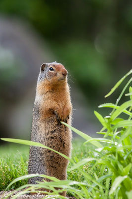 Ground-Squirrel - Kanada 2011