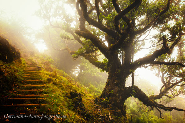Rabacal - Madeira