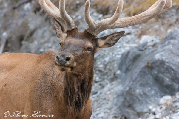 Elk - Kanada 2011