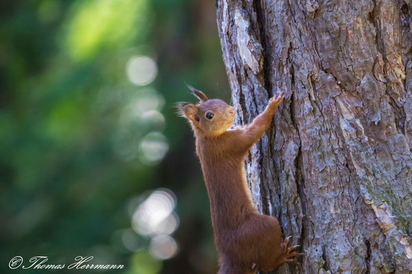 Eichhörnchen - Herbst 2016