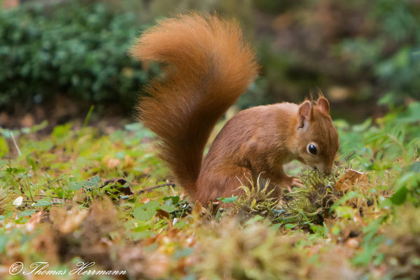 Eichhörnchen im Herbst 2016