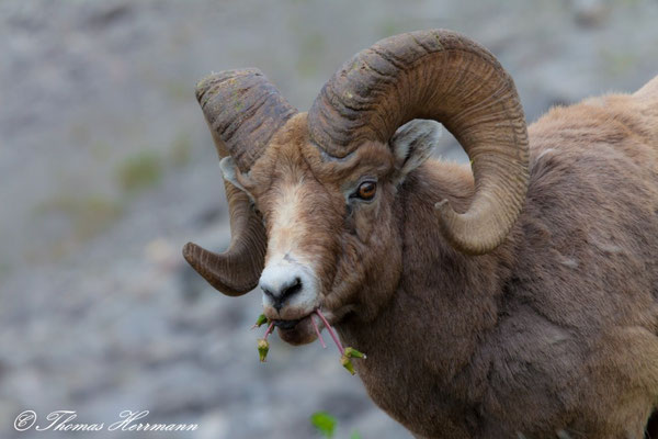 Bighorn Sheep - Kanada 2011