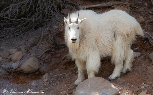 White-Goat - Schneeziege - Kanada 2011