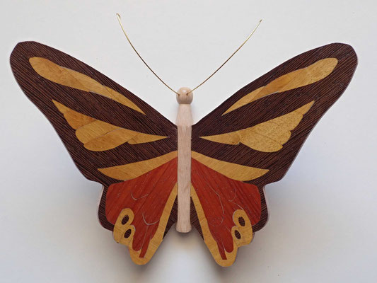 Papillon  - modèle Morpho - marqueterie