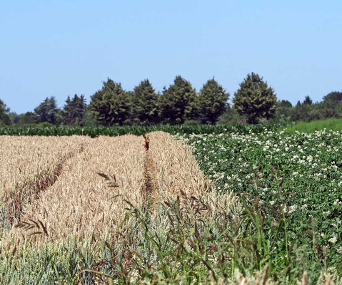 Reh im Feld