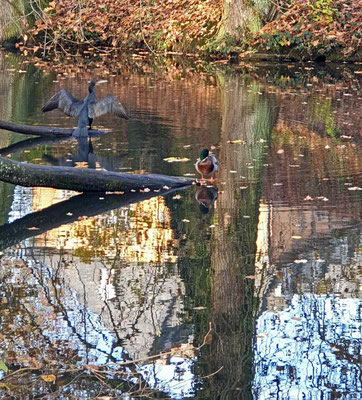 Kormoran und Stockente