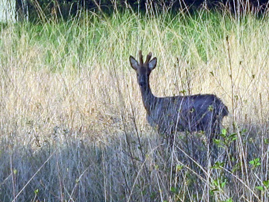 Rehbock im Gerkerather Wald