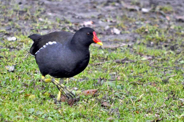 Teichhuhn, gehört auch zu den Rallen