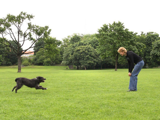 Hundeausbildung Privatunterricht