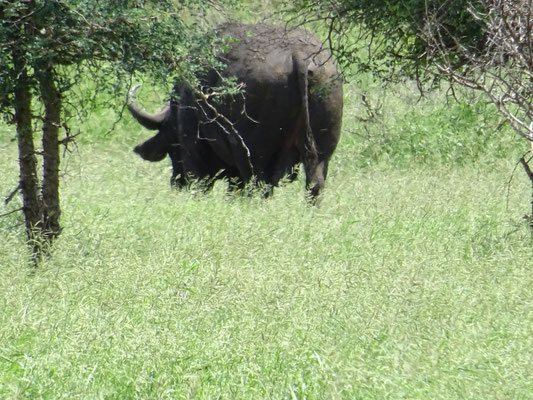 Der Buffalo wollte sich nicht fangen lassen:-)